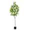 6ft. Potted Flowering Citrus Tree with Real Touch Leaves